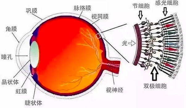 信息视网膜计算使眼睛先于大脑产生
