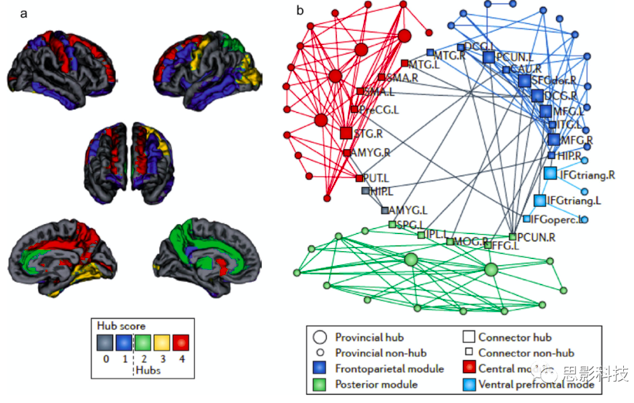 TMS–EEG联合分析在人类大脑皮层连接组探索中的
