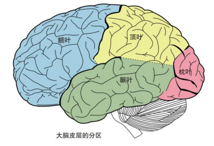 大脑的刹车系统,理性脑是什么？